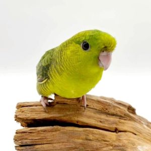 perruche Catherine  élevé main