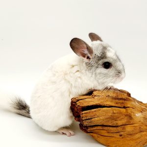 chinchilla male
blanc
Chinchilla lanigera