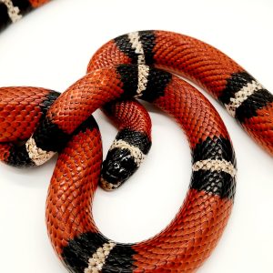 Lampropeltis Sinaloe
faux corail de Sinaloa