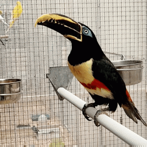 aracari  oreillons  roux
pteroglossus  castanotis
femelle