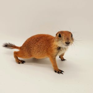 Chien de Prairie queue noirCynomys ludovicianus
femelle