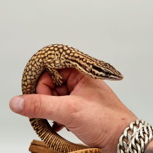 varan acanthurus male
yellow ackie
2019