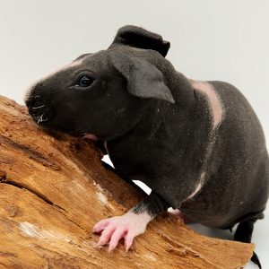 Cochon d'inde sans poils (cobaye skinny)
femelle