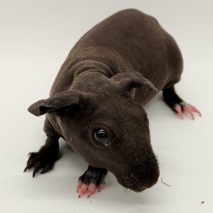 Cochon d'inde sans poils (cobaye skinny)
male