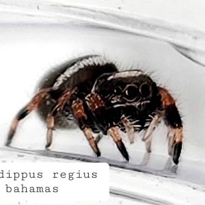 phidippus regius
bahamas