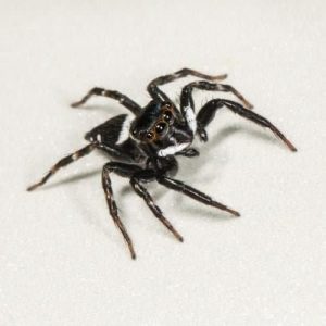 hasarius adansoni
araignée sauteuse d'Adanson