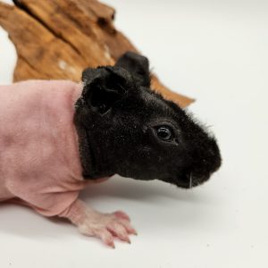 Cochon d'inde sans poils 
(cobaye skinny)
male