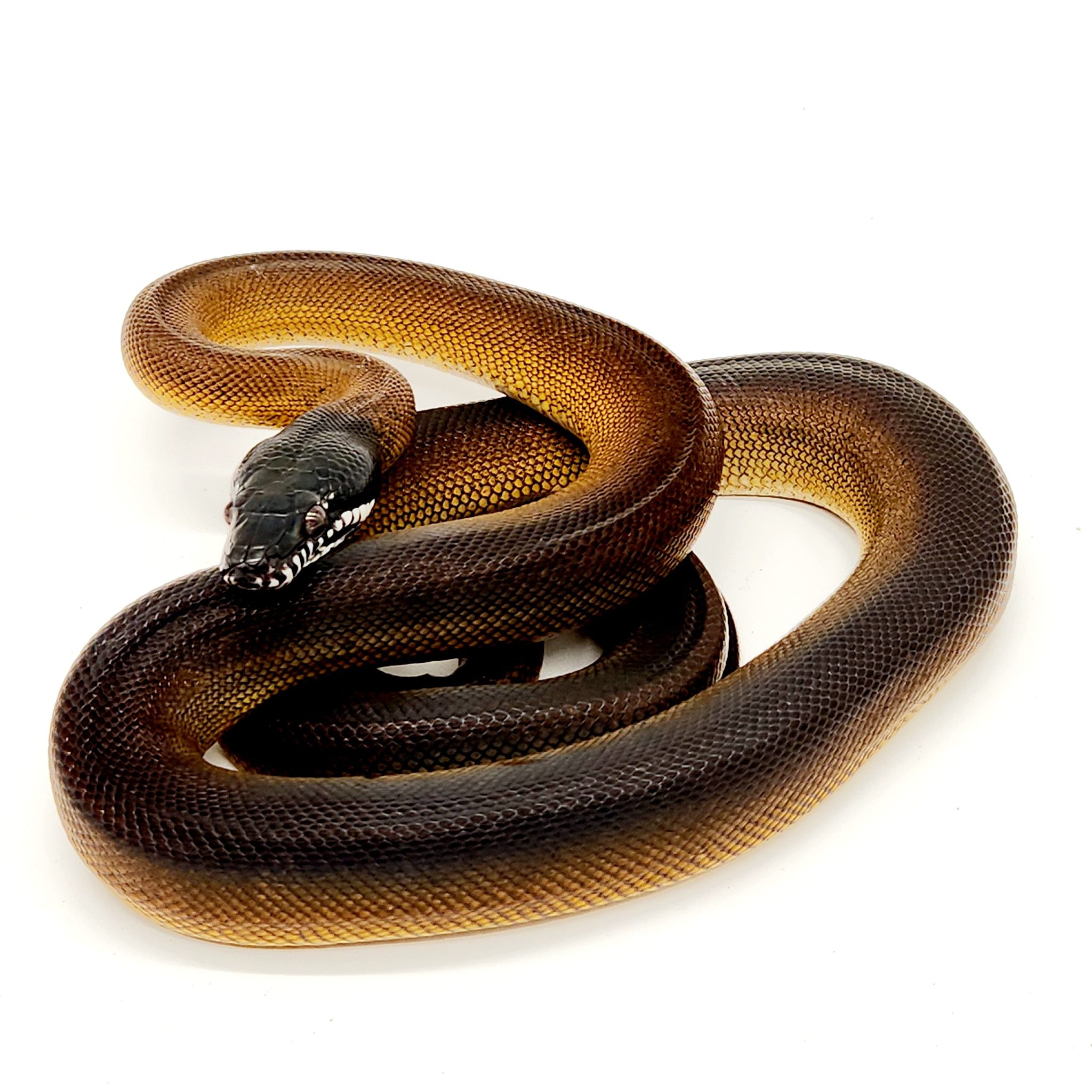 bothrochilus albertisii liaisis albertisii python à lèvre blanche ...