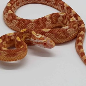 pantherophis guttatus 
ultramel
femelle