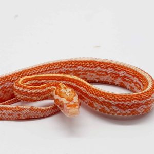 pantherophis guttatus 
tessera albinos
male