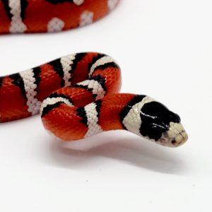 lampropeltis pyromelana infralabialis
serpent rois du sonora
male