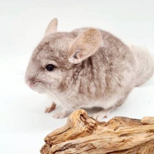 chinchilla beige femelle