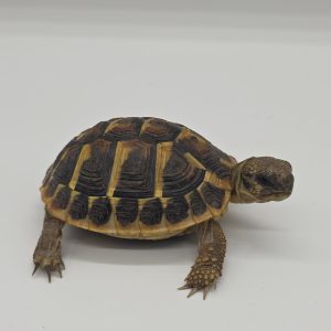 tortue hermann 
testudo hermanni hermanni
juvenil
