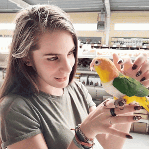 caique ventre blancpionites leucogasterfemelle irisélevé main