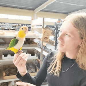 caique ventre blancpionites leucogastermâle kiwi élevé main
