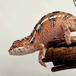 Caméléon panthère 
Furcifer pardalis ambilobe 
Mâle