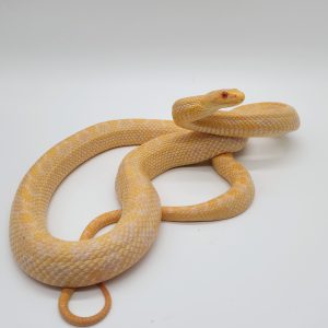 elaphe climacophora albinos
serpent ratier du japon
femelle 2 ans