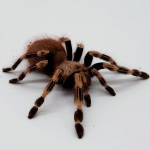 chromatus Nhandu
tarentule brésilienne rouge et blanchefemelle subadulte