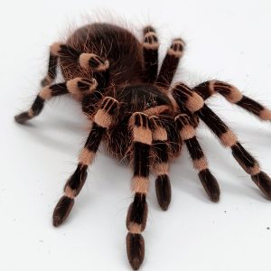 acanthoscuria geniculata
mygale à genoux blanc
femelle subadulte