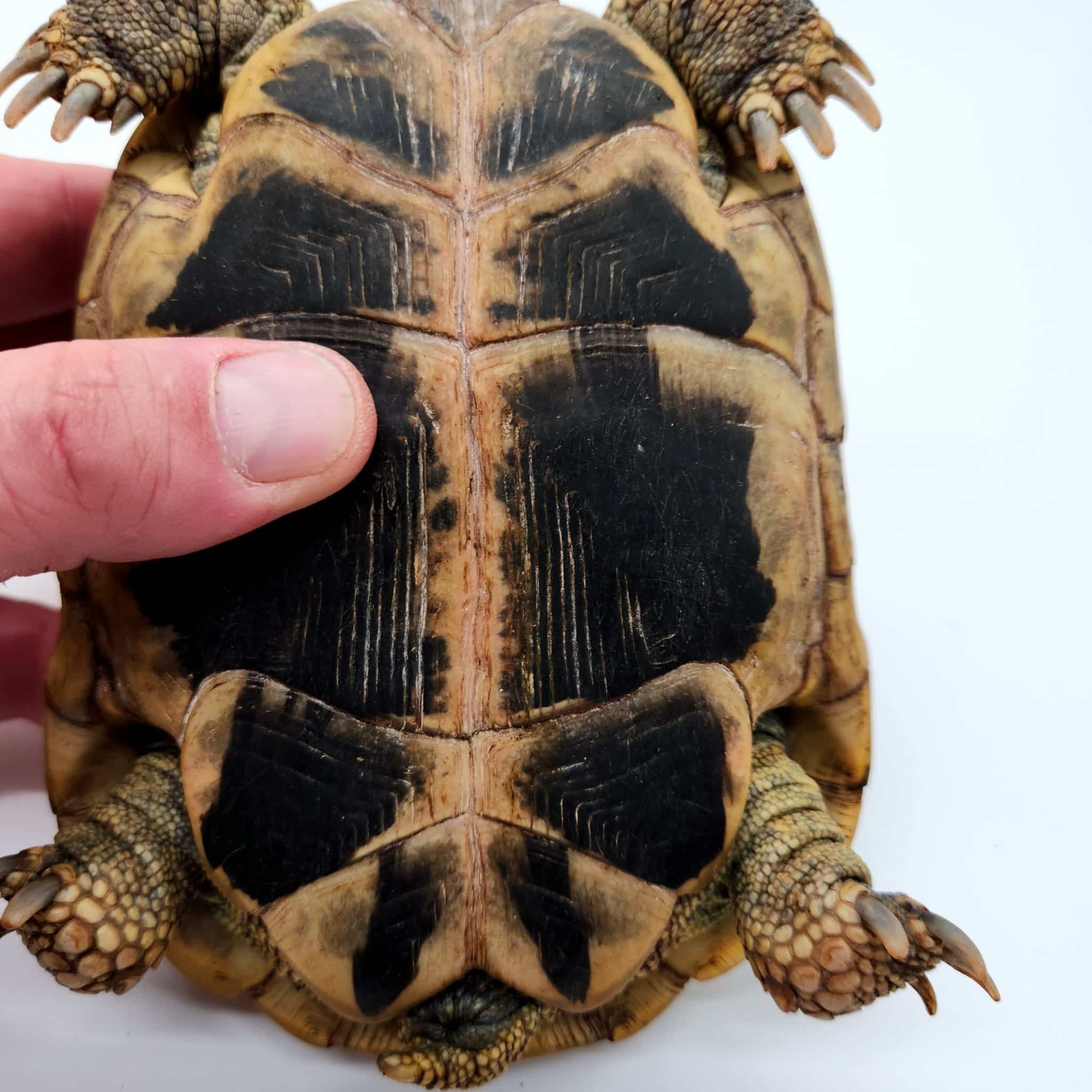 testudo hermanni tortue hermann femelle Zanimaux Shop testudo hermanni tortue hermann femelle Zanimaux Shop