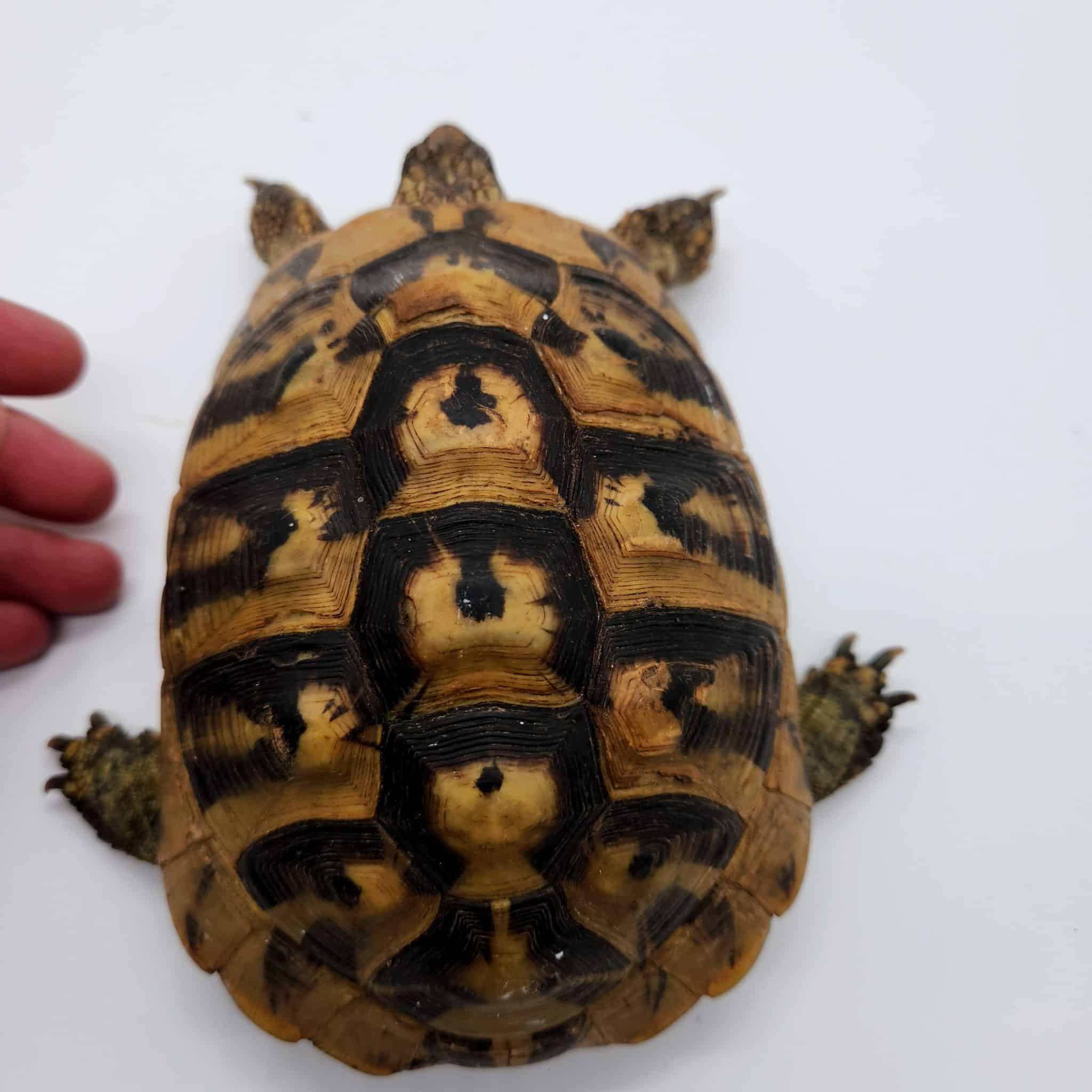 testudo hermanni tortue hermann femelle Zanimaux Shop testudo hermanni tortue hermann femelle Zanimaux Shop