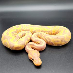 leopard banana 100% double het  clown piebald 
male
