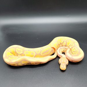 banana 100% double het clown piebald
male 01