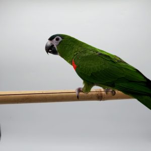 Diopsittaca nobilis
ara noble
élevé main 2025