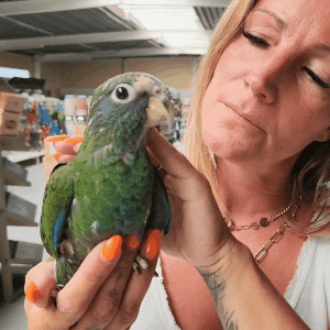 pione à couronne blanche pionus senilis026 23