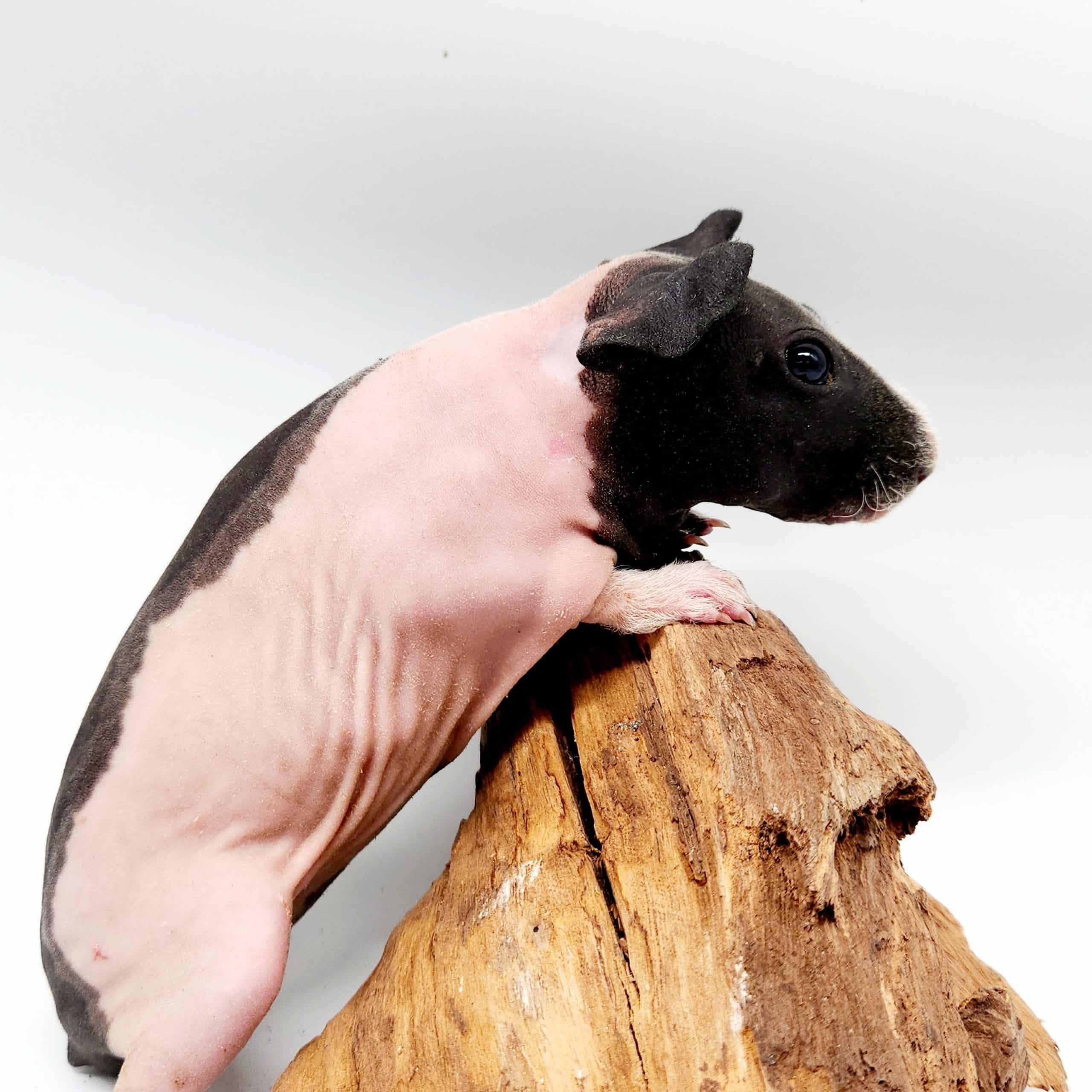 Cochon d'inde sans poils (cobaye skinny)