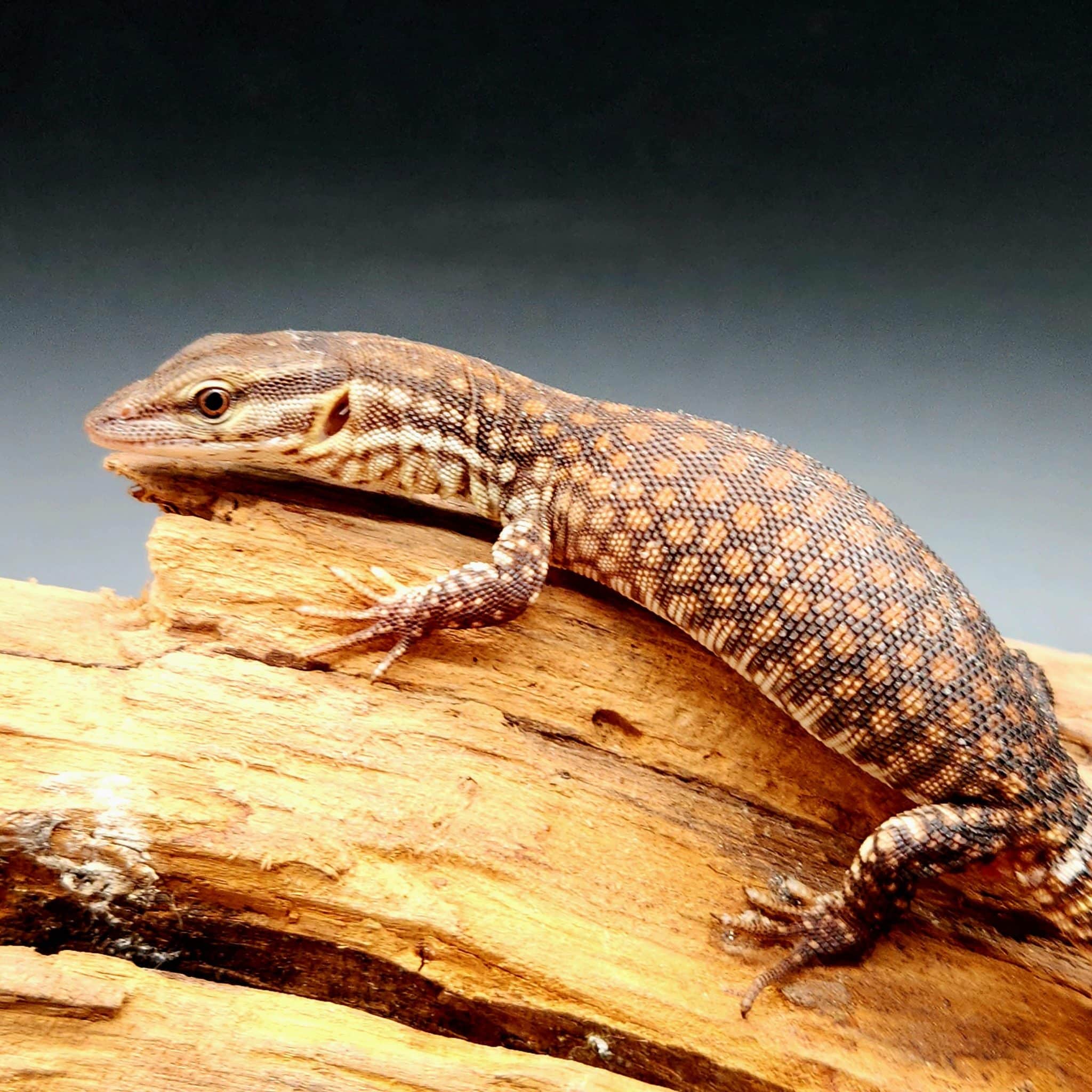 Varan à queue épineuse