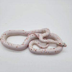 pantherophis guttatus
palmetto adulte
male 02