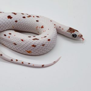 pantherophis guttatus
palmetto adulte
male 03