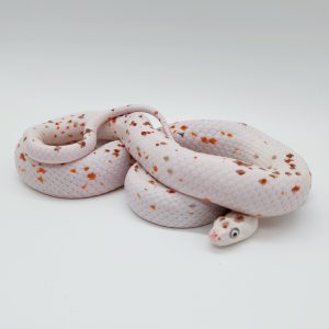 pantherophis guttatus
palmetto adulte
male 04