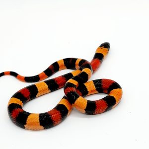 lampropeltis Triangulum campbelli abricot
femelle nc 2023
02