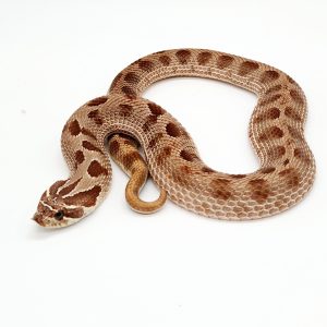 Heterodon nasicus
conda 66%het snow
femelle subadulte