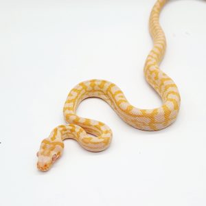 morelia spilota sp albinos
python tapis du nord
albinos male