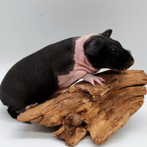 Cochon d'inde sans poils
(cobaye skinny)
male