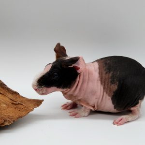 Cochon d'inde sans poils 
(cobaye skinny)
male tricolor 1