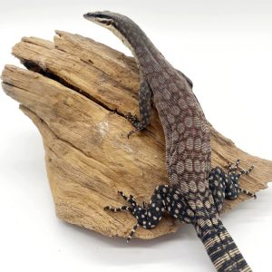 varanus glauerti
varan des roches de kimberley