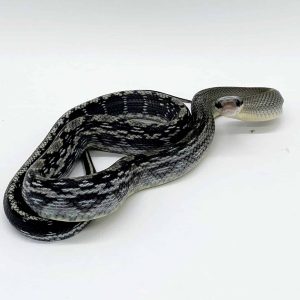 orthriophis taeniurus callicyanous
beauté bleu du Vietnam
femelle