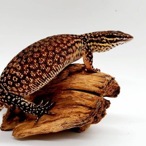 Varan à queue épineuse varanus acanthurusfemelle adulte