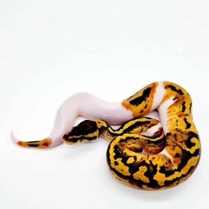 python regius
python royal
pastel piebald 100% het lavender albinos femelle