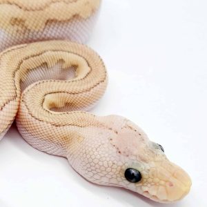 python regius
python royal
butter pewter clown
femelle