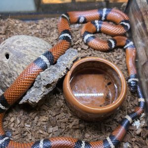 Lampropeltis Sinaloe
faux corail de Sinaloa - adulte male