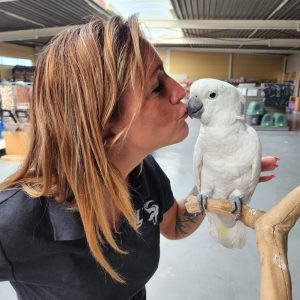 Cacatoès blanc
Cacatua alba
femelle 2022