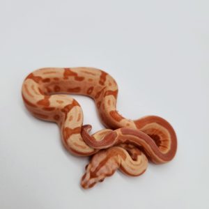 boa constrictor imperator
img junglow motley
male 2023