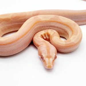 boa constrictor imperator
img albinos jungle motley
male 2023