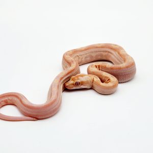 boa constrictor imperator
img albinos motley
femelle 2023