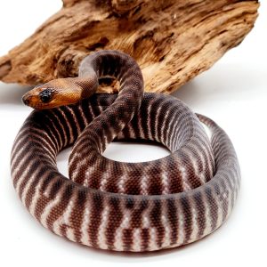 aspidites ramsayi
python woma ( tête jaune )
femelle juvéniles